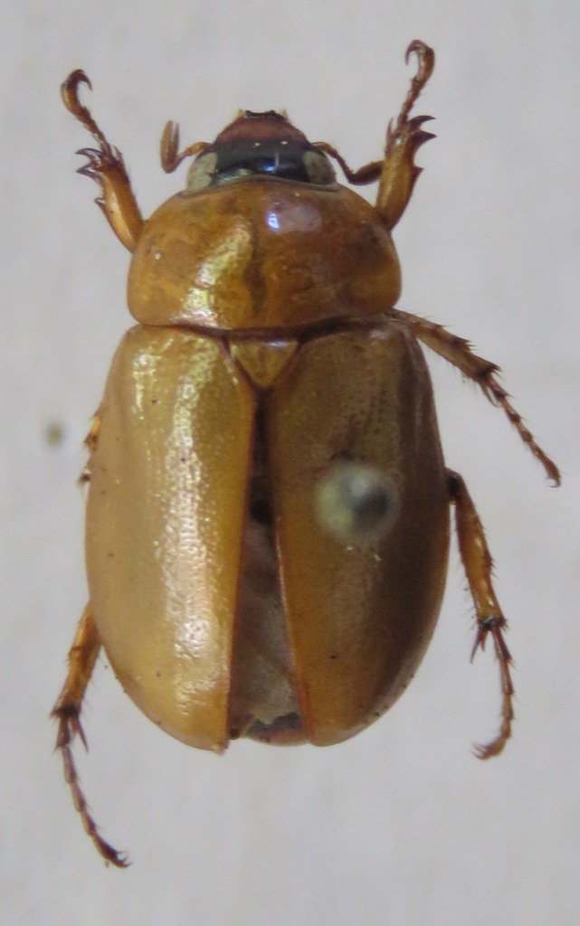 Cyclocephala confusa