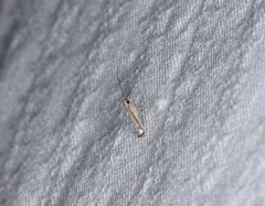 Eteoryctis syngramma