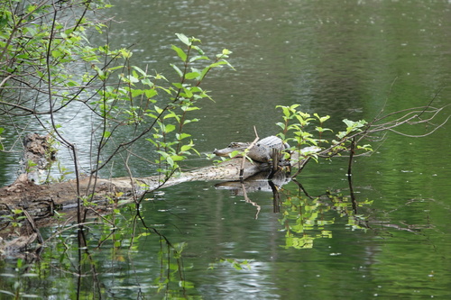 American Alligator
