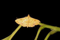 Pyrausta ochracealis