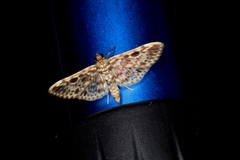 Rhimphaliodes macrostigma