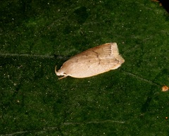 Scythropiodes