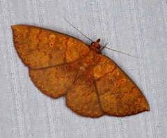 Singara diversalis