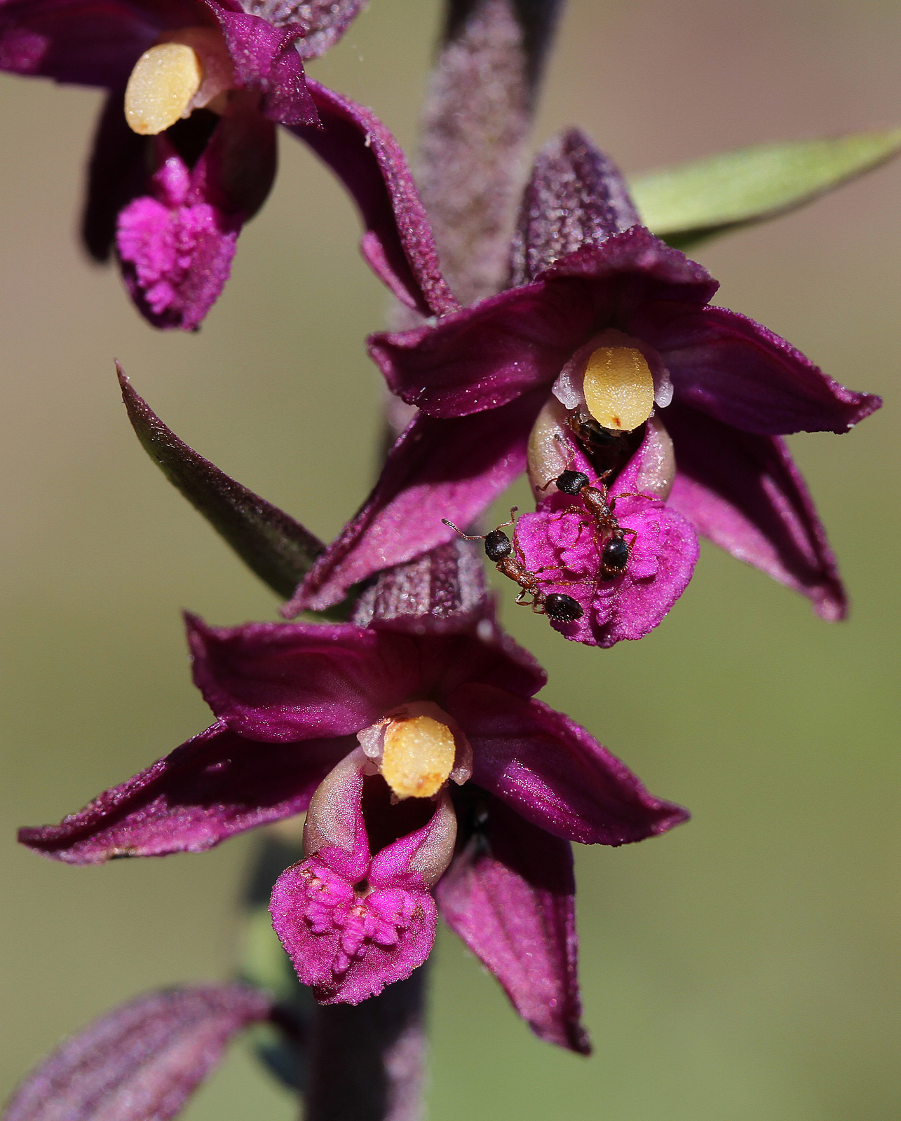 Epipactis atrorubens