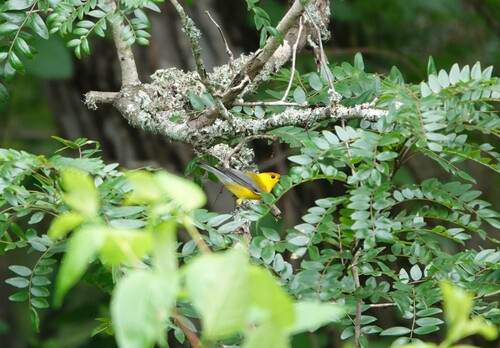 Prothonotary Warbler