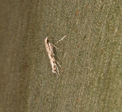 Stomphastis polygoni