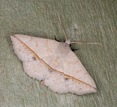Ugia insuspecta