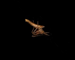 Cyphalonotus