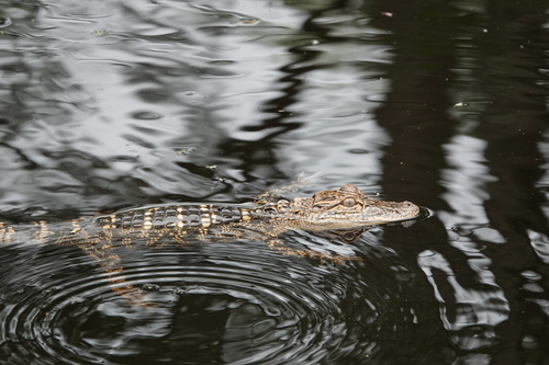 American Alligator