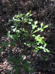 Cussonia sphaerocephala
