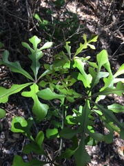 Cussonia sphaerocephala