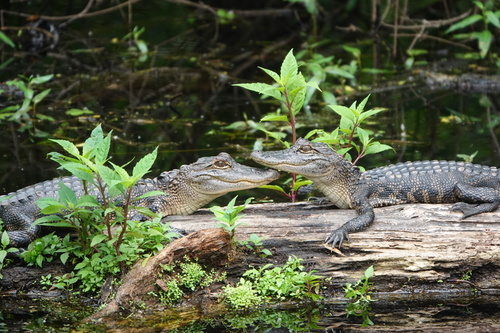 American Alligator