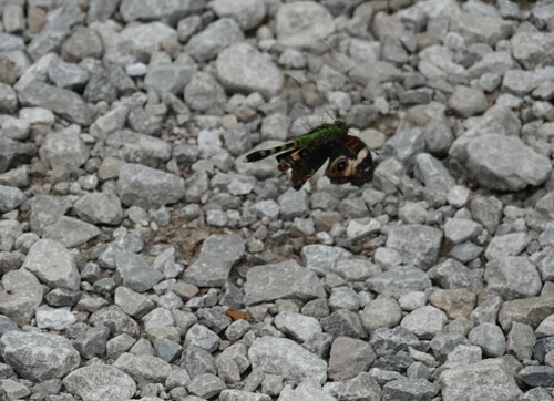 Eastern Pondhawk