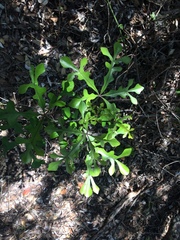 Cussonia sphaerocephala