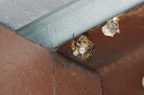 Guinea Paper Wasp