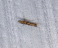 Stomphastis polygoni