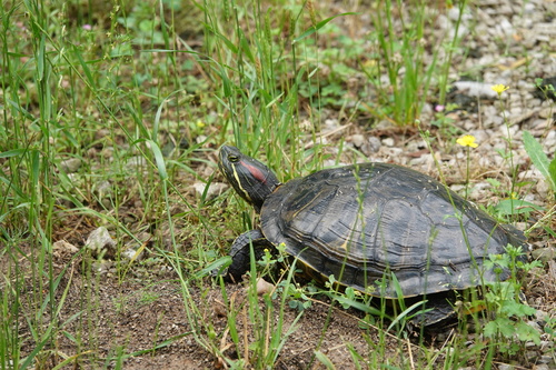 Red-eared Slider