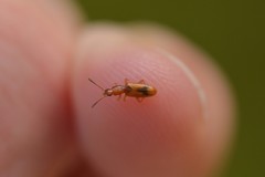 Cryptamorpha desjardinsi