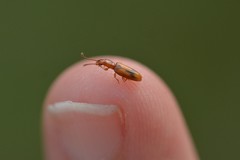 Cryptamorpha desjardinsi