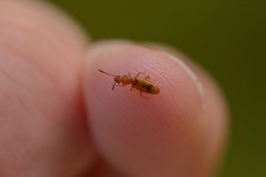 Cryptamorpha desjardinsi