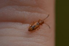 Cryptamorpha desjardinsi