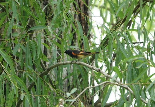 American Redstart