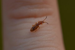 Cryptamorpha desjardinsi