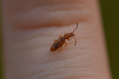 Cryptamorpha desjardinsi
