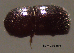 Xylosandrus compactus