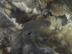 Pycnochromis vanderbilti
