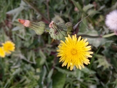 Sonchus oleraceus image