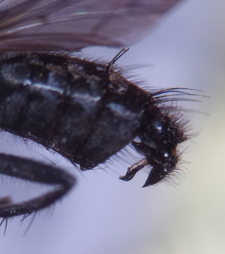 Sarcophaga hirticrus