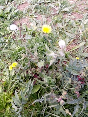 Sonchus oleraceus image