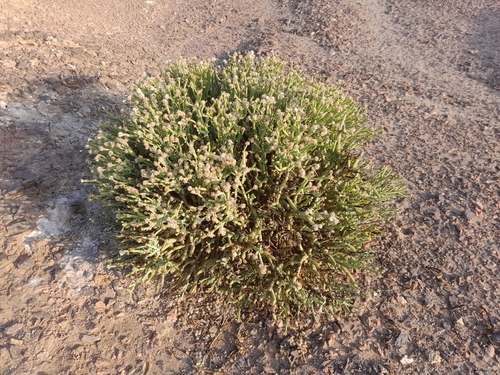 Image of Arthraerua leubnitziae by no rights reserved