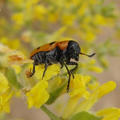 Tituboea sexmaculata