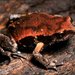 Red-backed Toadlet - Photo (c) teejaybee, some rights reserved (CC BY-NC-ND)