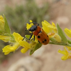 Tituboea sexmaculata