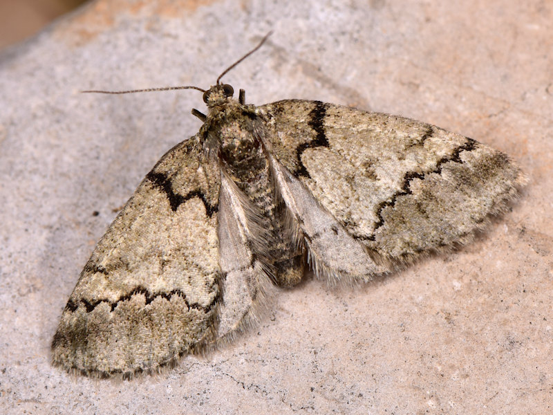Tephronia codetaria