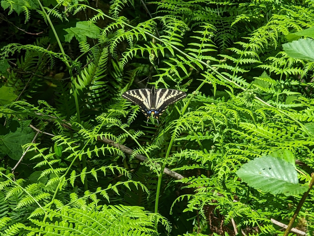 Pale Swallowtail from Marblemount, WA 98267, USA on May 30, 2023 at 02