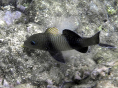 Parupeneus insularis