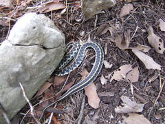 Thamnophis cyrtopsis ocellatus