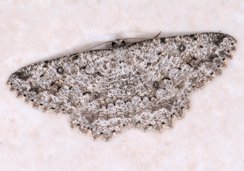 Charissa onustaria