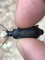 Carabus famini