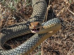 Dolichophis caspius