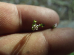 Lobelia cordifolia