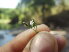 Lobelia cordifolia