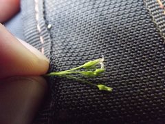 Lobelia cordifolia