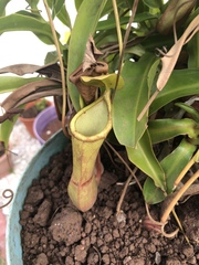 Nepenthes madagascariensis