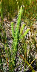 Sorocephalus scabridus