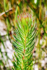 Sorocephalus scabridus